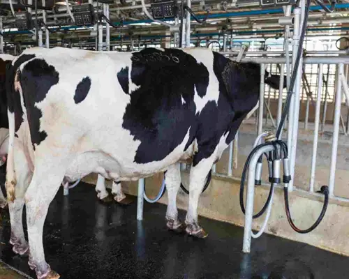 Dairy Industry Milking Machines